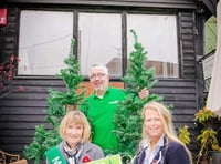 Pupils take on festive tree decorating challenge