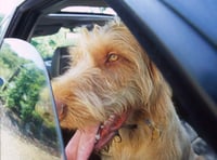 Campaign launch to save dogs from hot cars