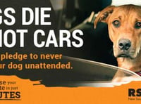 Don’t let dogs die in cars warning – RSPCA