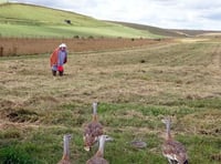 Birdworld plays its part as great bustards thrive