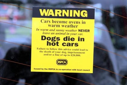 Heat warning for dogs in cars