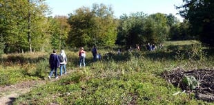 Hampshire and Surrey named top UK destinations for nature walks