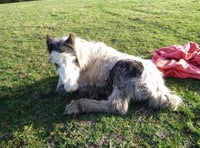 Foal dumped in field and left to die