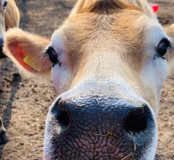 Dairy farms flushing thousands of gallons of milk down the drain