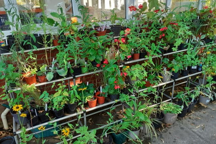 Stock up for Easter at this Sunday's Phyllis Tuckwell plant sale