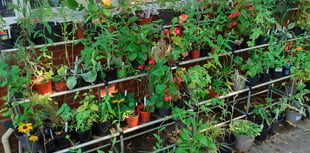 Stock up for Easter at this Sunday's Phyllis Tuckwell plant sale