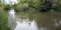 Petition to save Kings Pond in Alton reaches 1,000 signatures