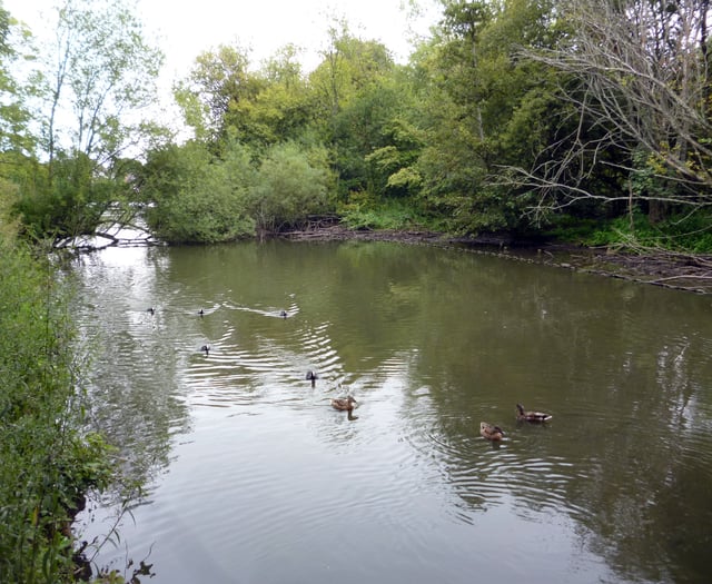 Call for Conservatives to back campaign to save Kings Pond