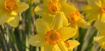 Garden tips: Spring into action with colourful daffs and tulips