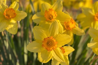 Garden tips: Spring into action with colourful daffs and tulips