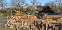 Trees felled to make way for 350 houses in Bordon