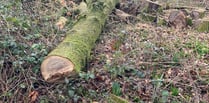 Tree felling left former Medstead woodland looking like a 'war zone'