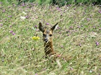 Vast herds of deer now roam the Hampshire/West Sussex borders