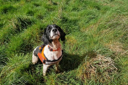 Sniffer dog Poppy helps detect newts as part of Farnham water upgrade
