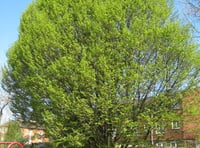 Transition Haslemere: Help us look after Haslemere’s beautiful trees