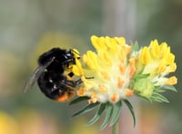 ‘We need to work harder and faster to help nature,’ says South Downs