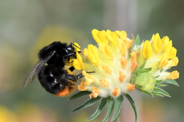 Red-tailed bumblebee on kidney vetch in the South Downs