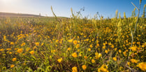 Blooming marvellous! Huge habitat creation for bees in South Downs