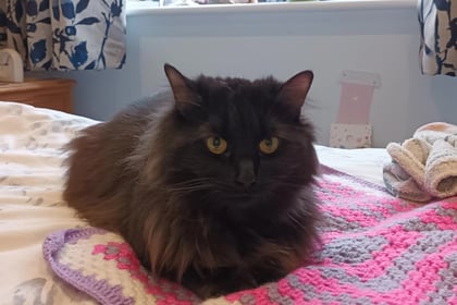 Vet and fire brigade come to rescue of fluffy cat trapped inside sofa