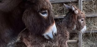 Appeal to find donkey foal Moon missing from Miller's Ark in Hook