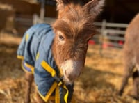 Reward of £10,000 to find missing donkey possibly spotted in Farnham