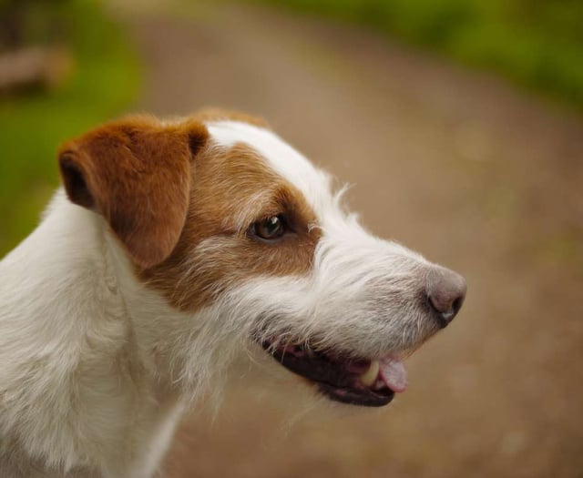 Hambone Jr: The four-legged D-Day mascot whose grave is a war memorial