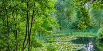 Haslemere Museum gardens open to all this summer