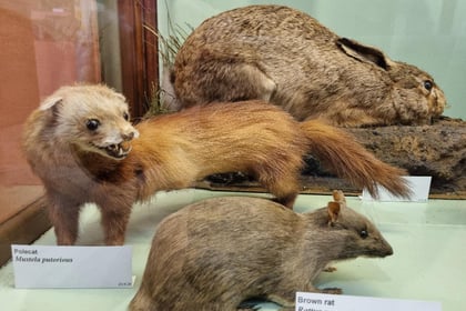 Escape the rain with wildlife exhibitions at Haslemere Museum