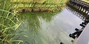 Petersfield rangers keeping close eye on Heath Pond algae