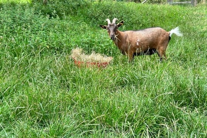 'Local legend' Teddy the goat returns home after second escape