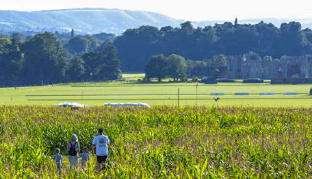 Have an amazing time in the Cowdray maize maze