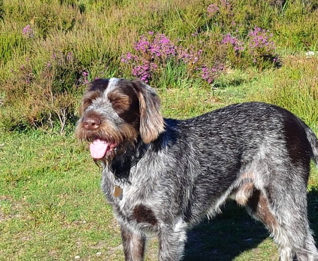 Dog Rufus is rushed to vets after eating a Class B drug