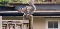 Squirrels cause over £1,000 damage to Wrecclesham Community Centre