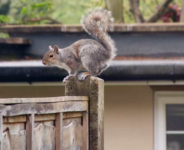 Squirrels cause over £1,000 damage to Wrecclesham Community Centre