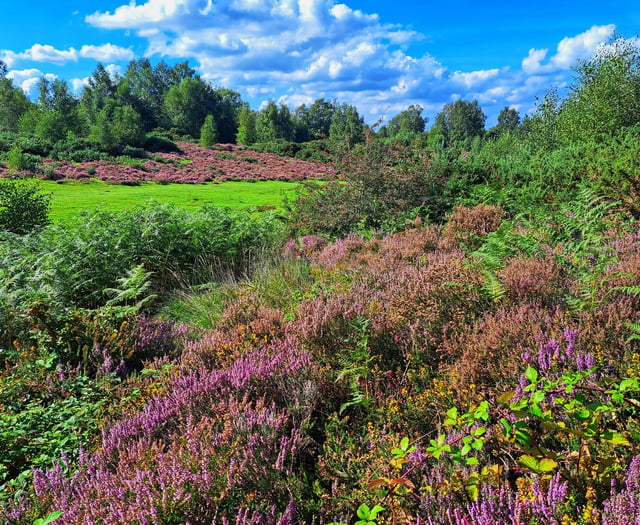 Download these smartphone apps to help you explore our heathland...