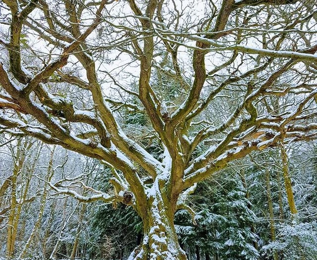 Royal invitation to Bordon: Carols around the King Oak at Deadwater