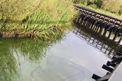 Cut the carp: fish removal could ease algae woes at Petersfield pond