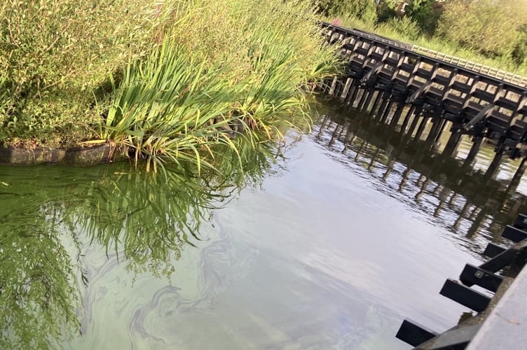 Blue Green Algae Heath Pond Petersfield