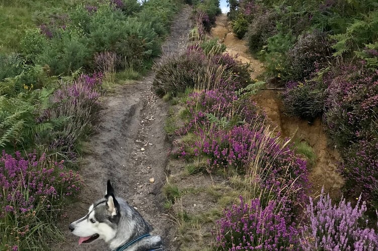 Keep your dog on the lead when walking on a National Park heathland