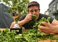 Bid to break watercress eating world record