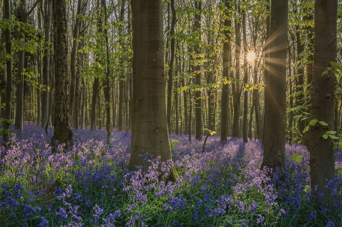 Bluebell sunburst by Emma Varley