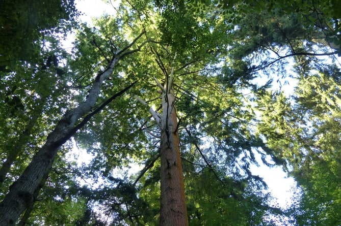 Tall tree walk