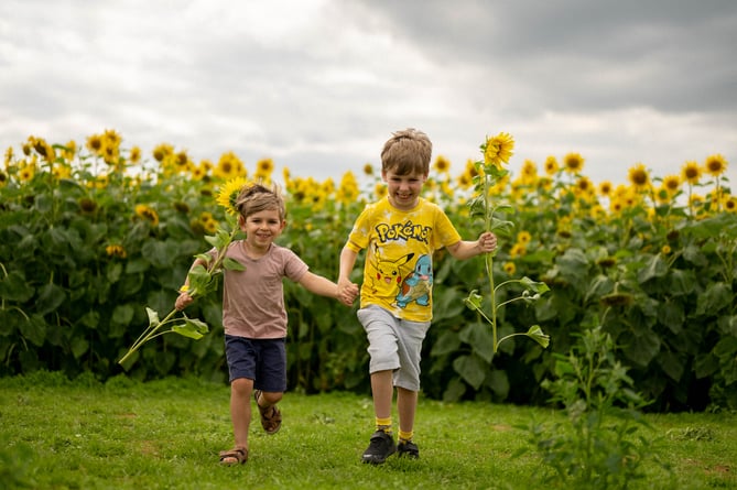 Sunflowers at Cowdray's Maize Maze 2023