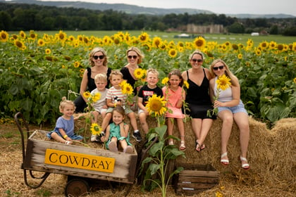 Cowdray’s Maize Maze returns this summer