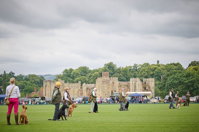 Gun Dog Scurry at the Midhurst Town Cup