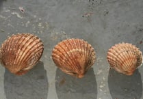 Discover British seashells at Haslemere Museum