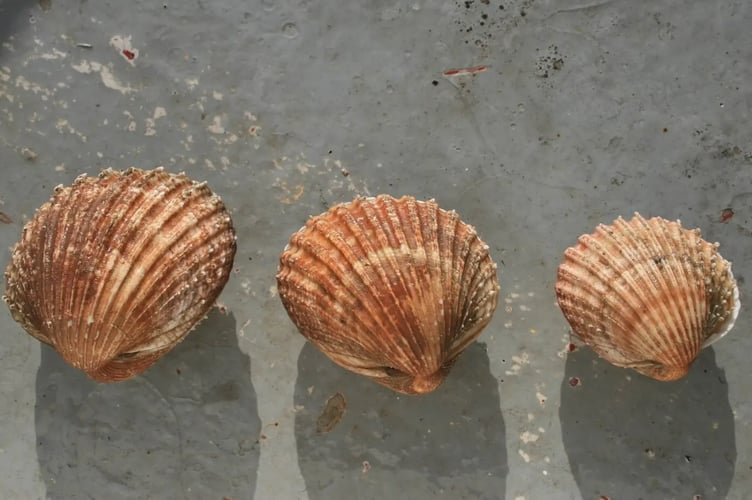 British cockle shells at Haslemere Museum