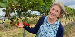 Strawberry fields forever: Durleighmarsh PYO is cream of Rother Valley