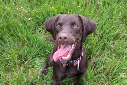 Bordon family saved from bank-breaking vet bill