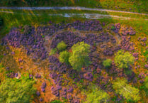 Pretty in purple: never a better time to catch heathlands on camera